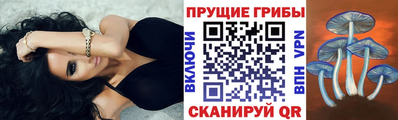 что такое Котлас Псилоцибиновые грибы мицелий
